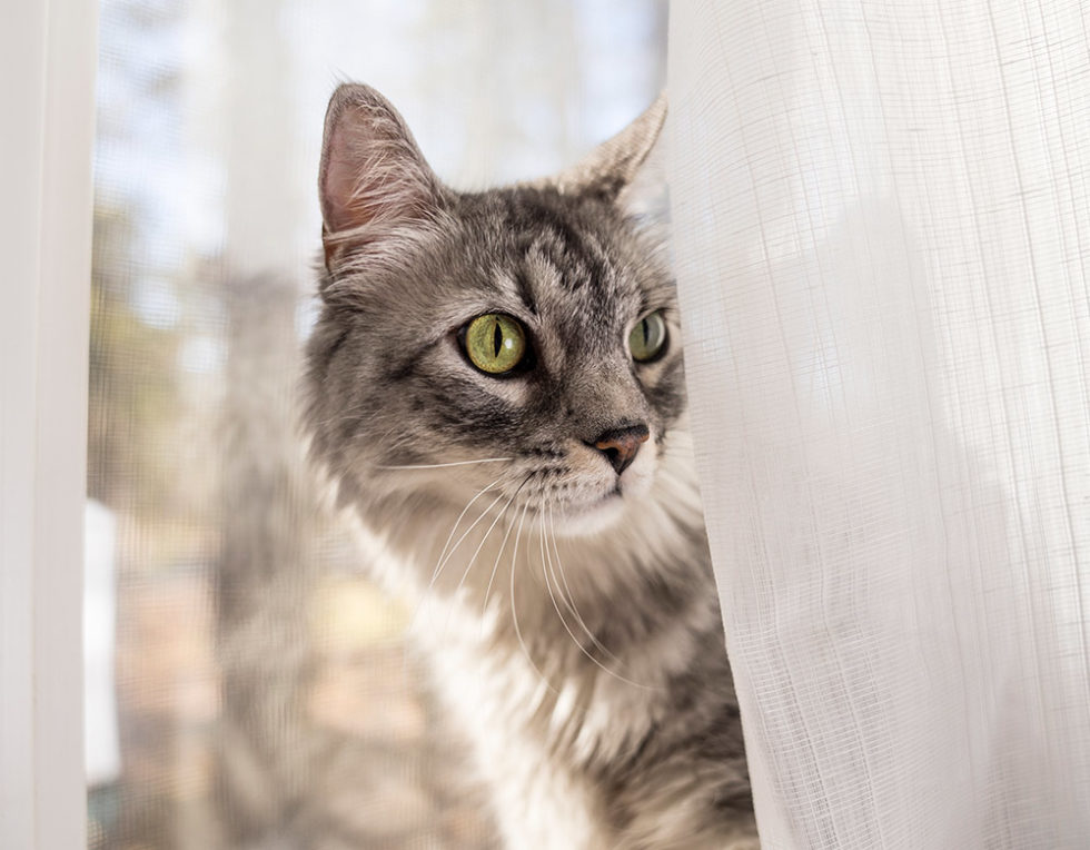 Vet Near Me Newcastle, WA 98059 Galaxy Cats Vet Center