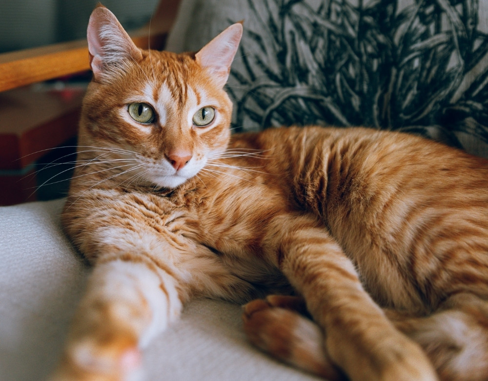 Galaxy Cats with orange tabby cat laying down on chair