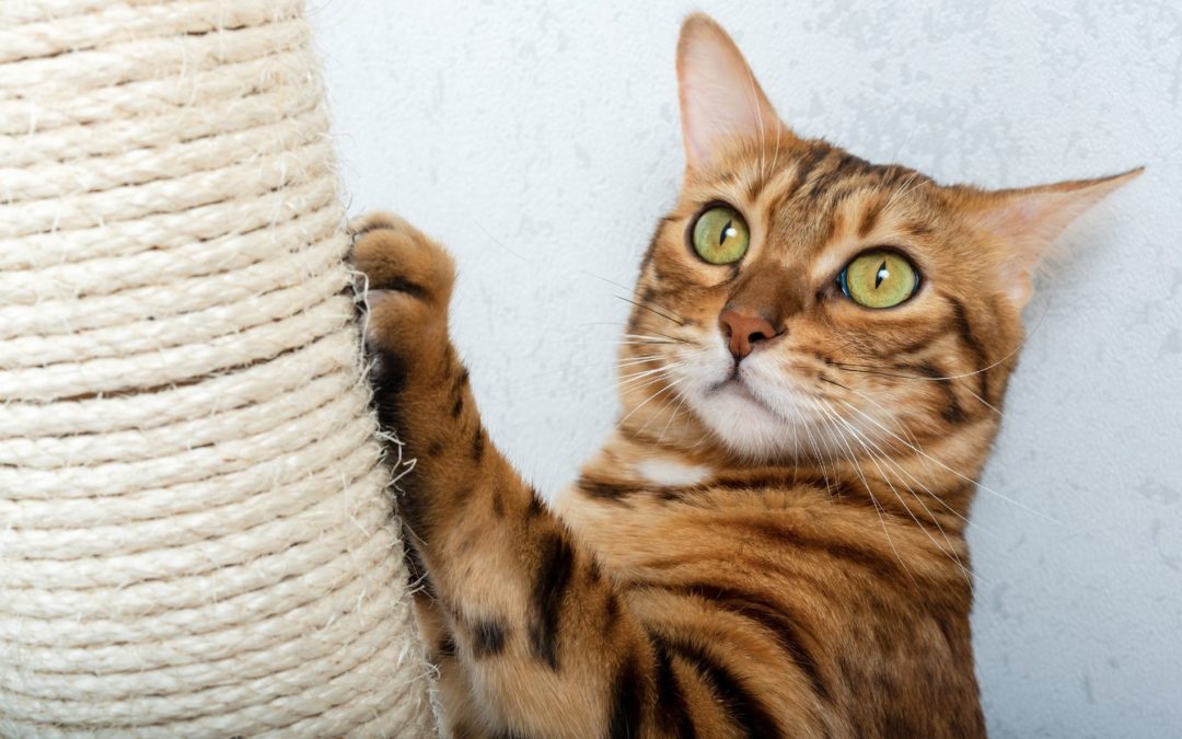 Scratching - The Why Cats Scratch And How Can You Keep Your Cat From ...