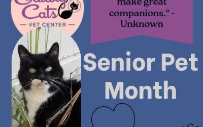 Understanding Your Senior Kitty: A Guide to Their Health and Happiness