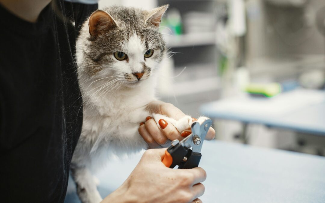 A Person Clipping Cat's Nail