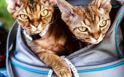 Cats and their Carrier: Making Something Scary into a Safe Space