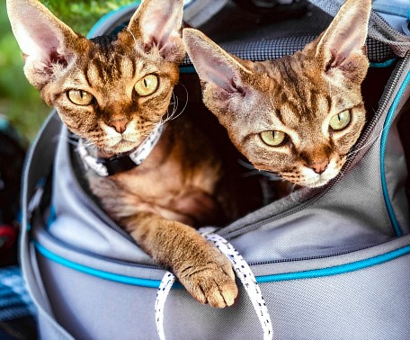 Cats and their Carrier: Making Something Scary into a Safe Space