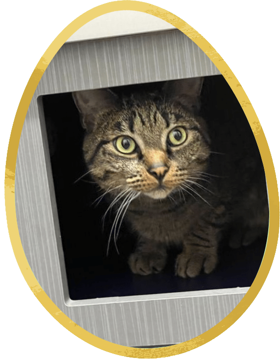 Tabby cat with green eyes peeking out from a dark enclosure framed by a golden egg-shaped border