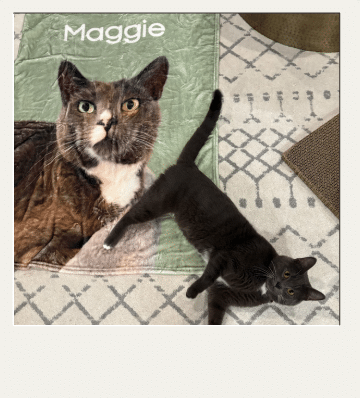Tabby cat with green eyes peeking out from a dark enclosure framed by a golden egg-shaped border